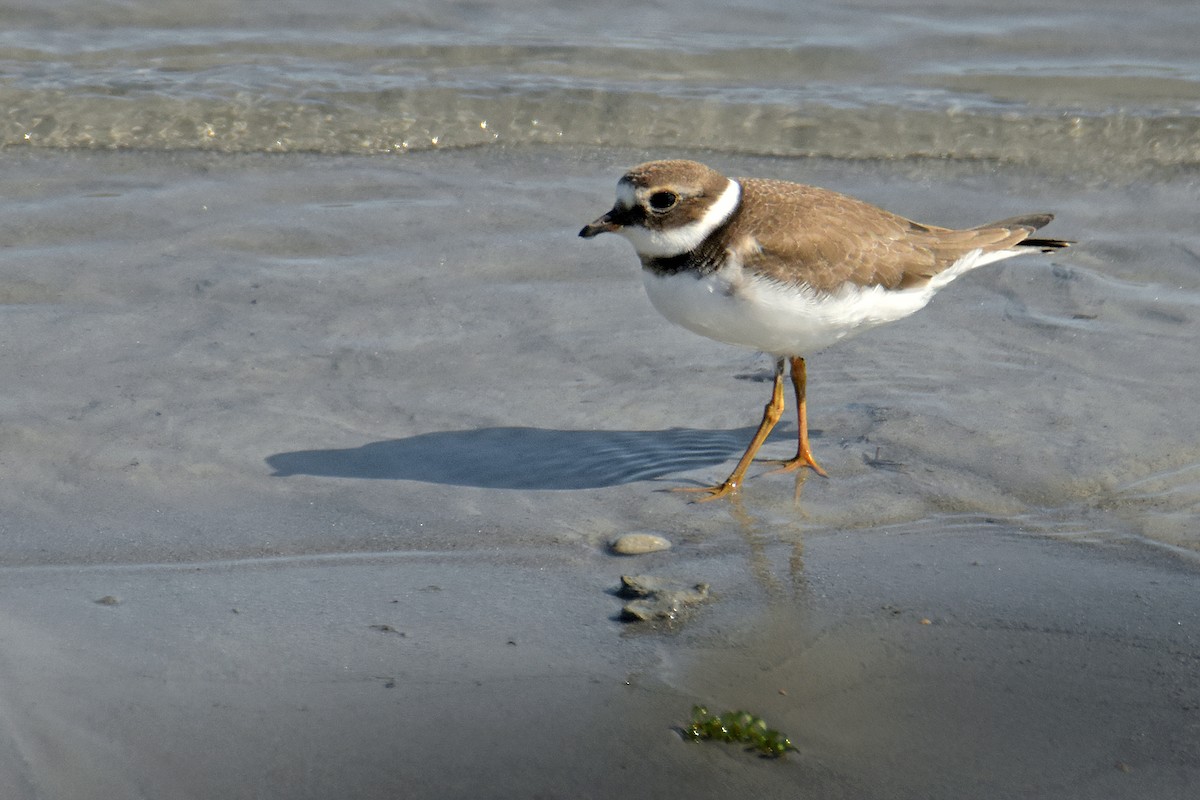 Sandregenpfeifer - ML642386672