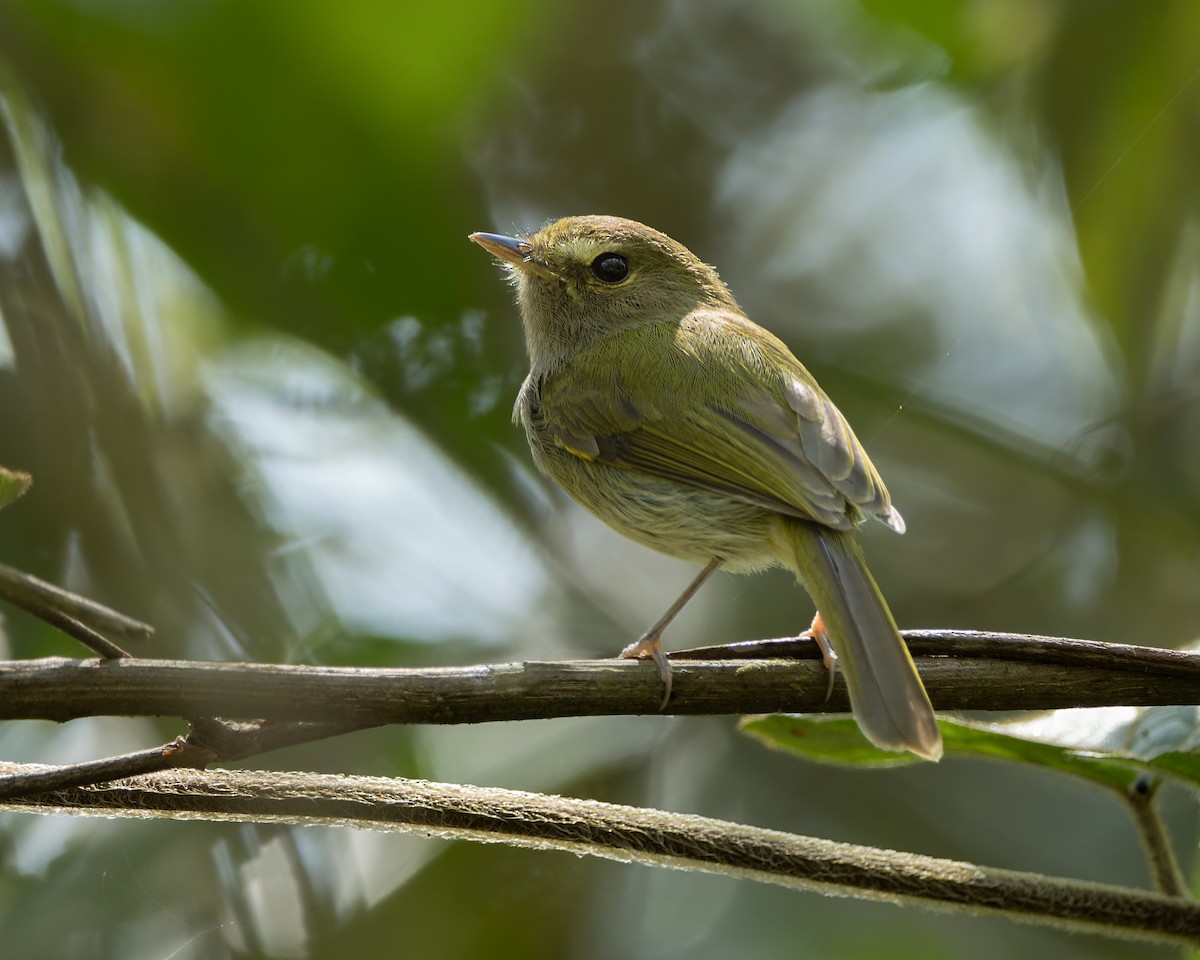 Drab-breasted Pygmy-Tyrant - ML642386683