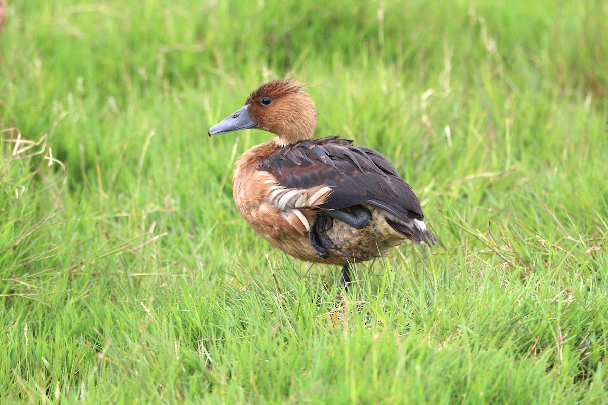Fulvous Whistling-Duck - ML642386686