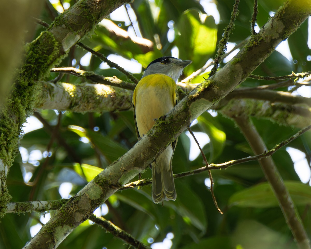 Green-backed Becard (Green-backed) - ML642386690