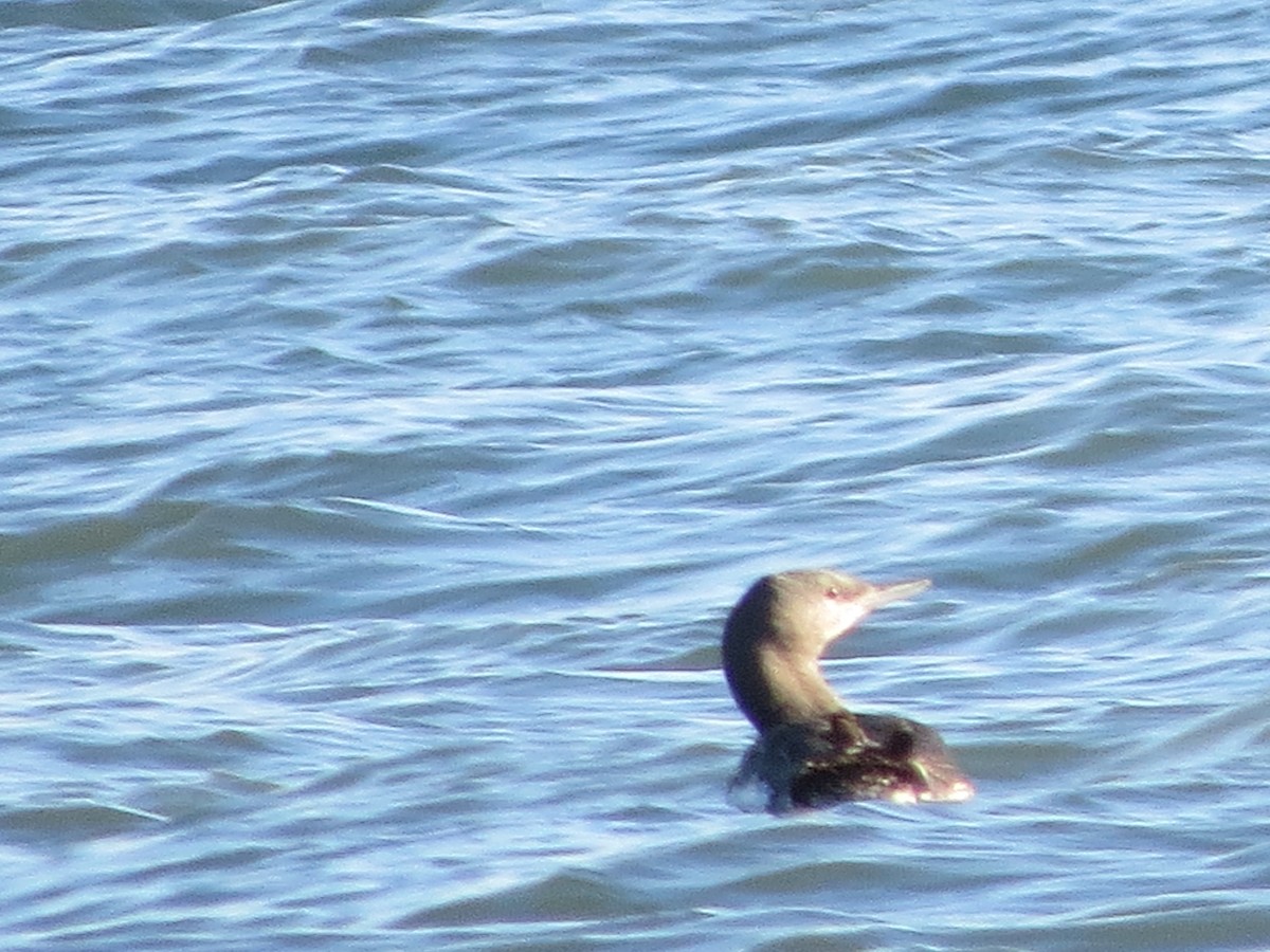 Red-throated Loon - ML642386693