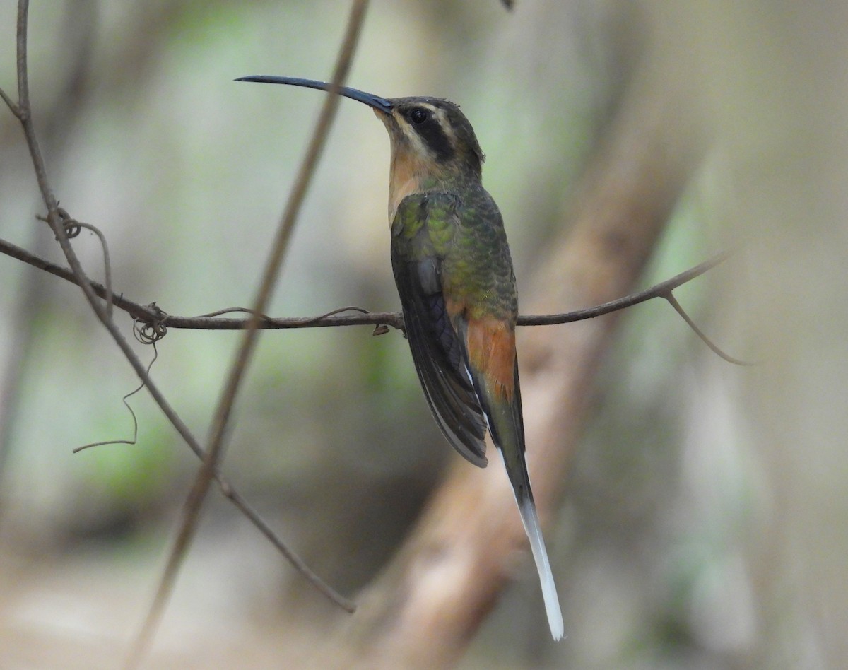 Planalto Hermit - ML642386696