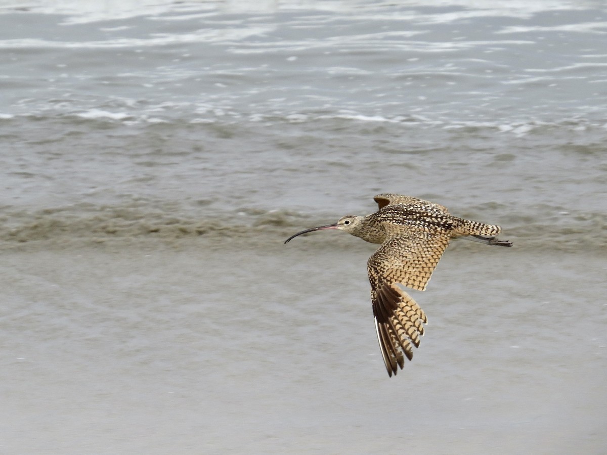 Rostbrachvogel - ML642386700