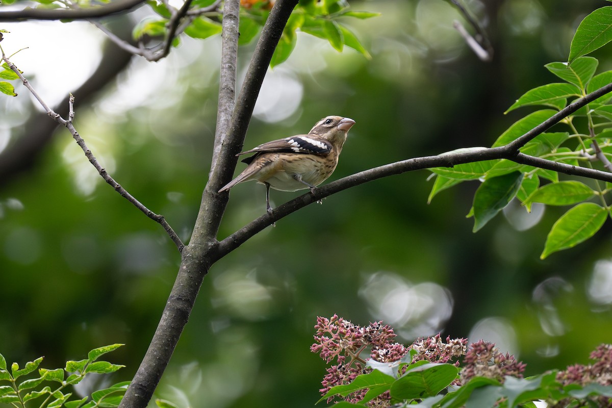 Rose-breasted Grosbeak - ML642386705