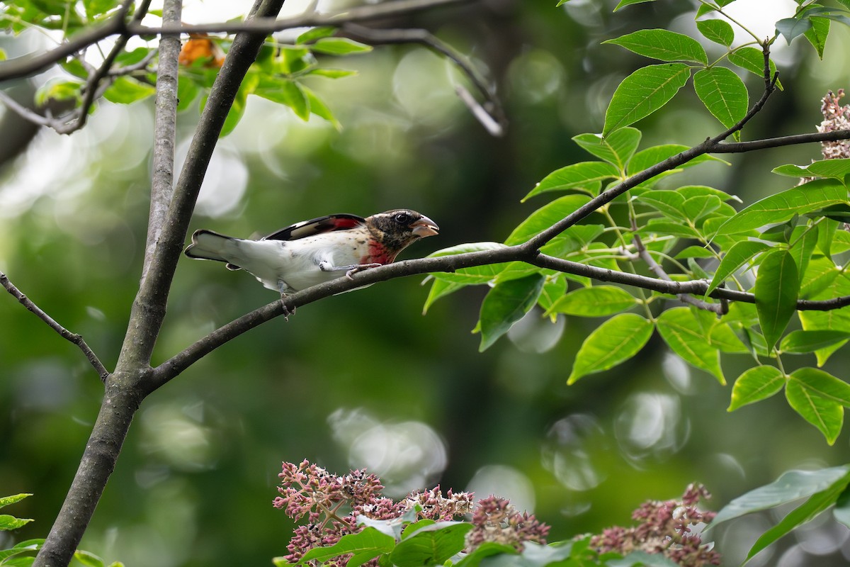 Rose-breasted Grosbeak - ML642386706