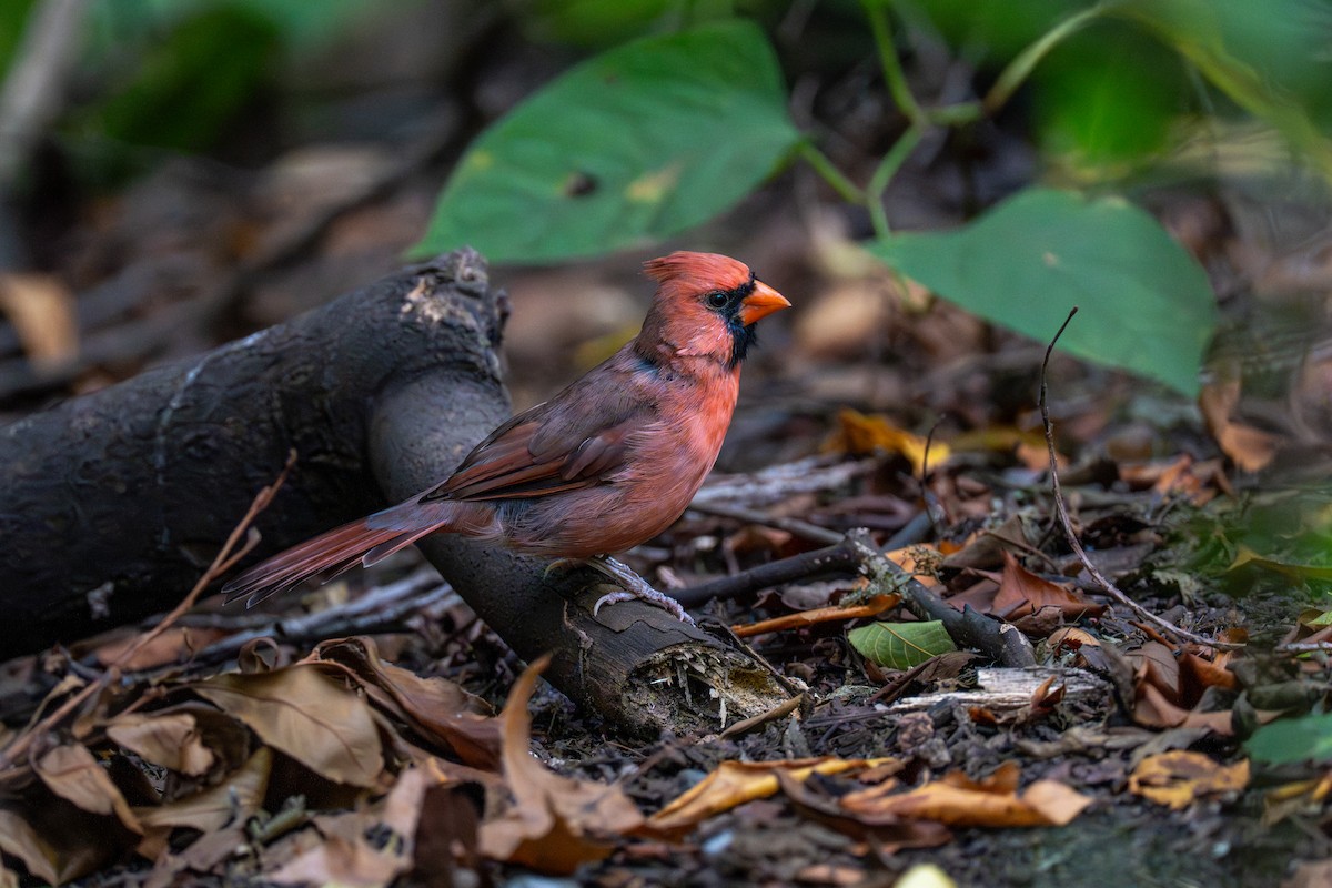 Northern Cardinal - ML642386715