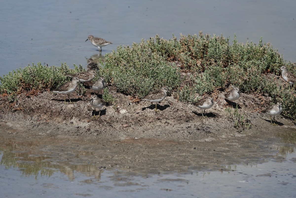 Least Sandpiper - ML642386719