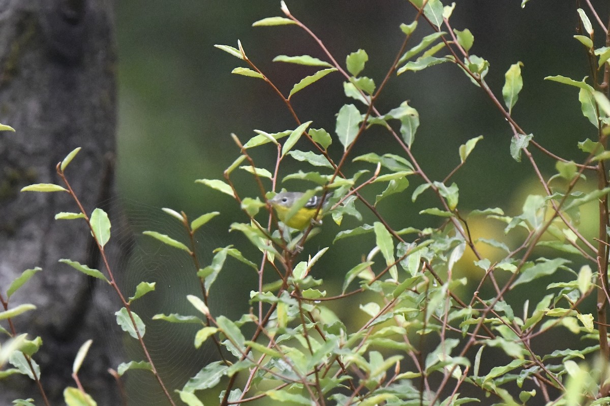 Magnolia Warbler - ML642386722