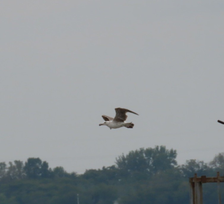 Great Black-backed Gull - ML642386724