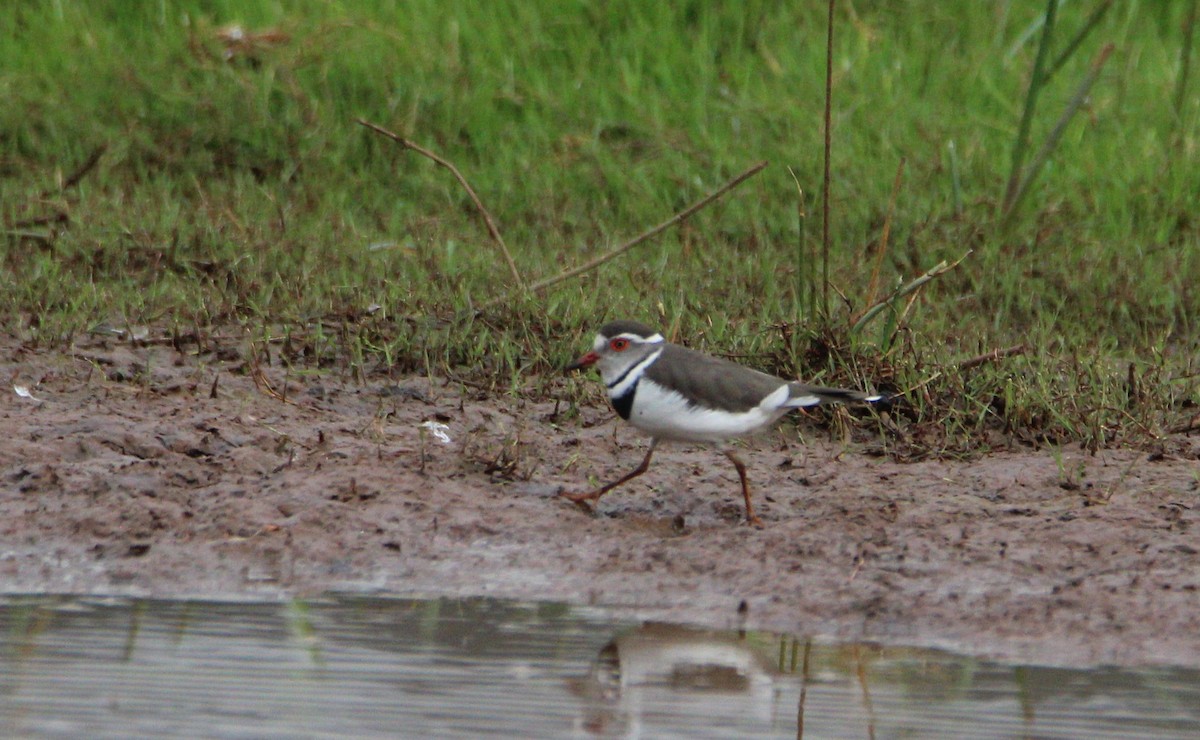 Three-banded Plover - ML642386729