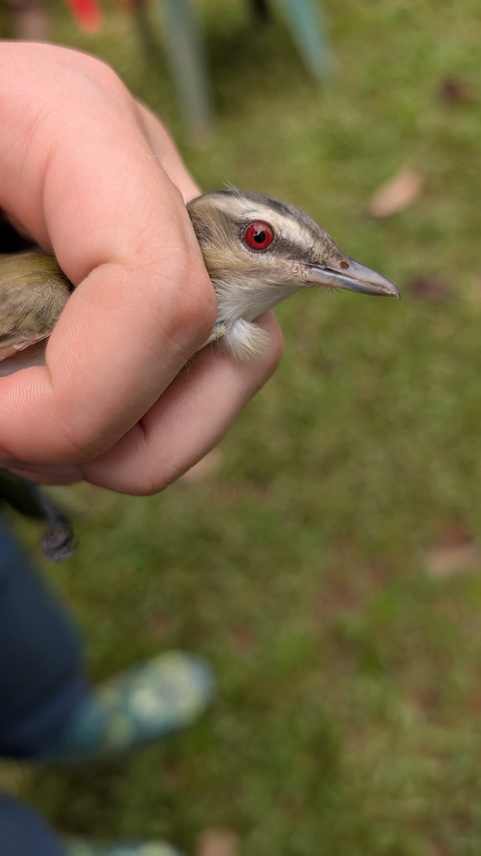 Yellow-green Vireo - ML642386730