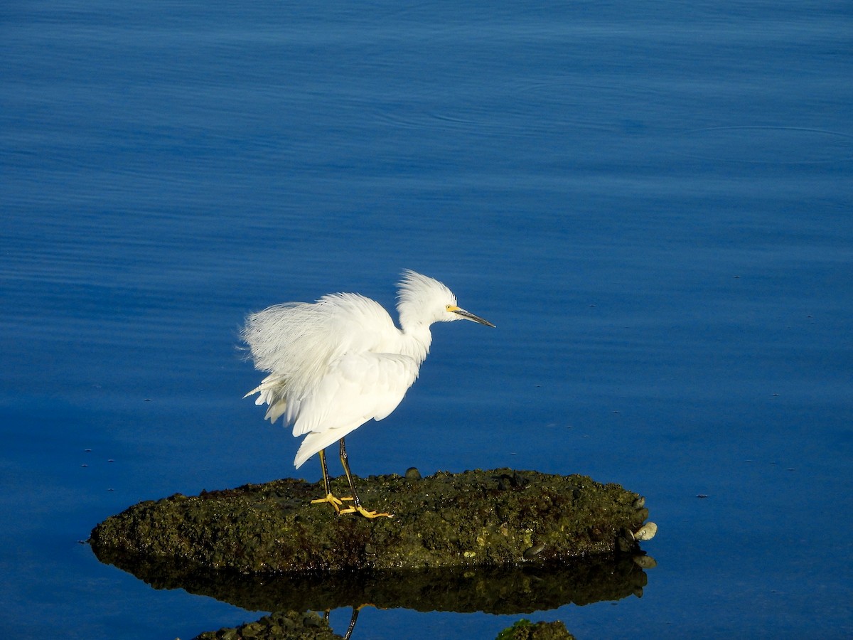 Snowy Egret - ML642386734