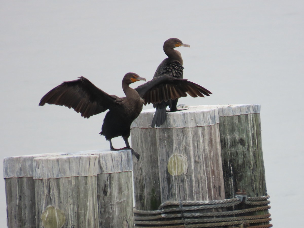 Double-crested Cormorant - ML642386736