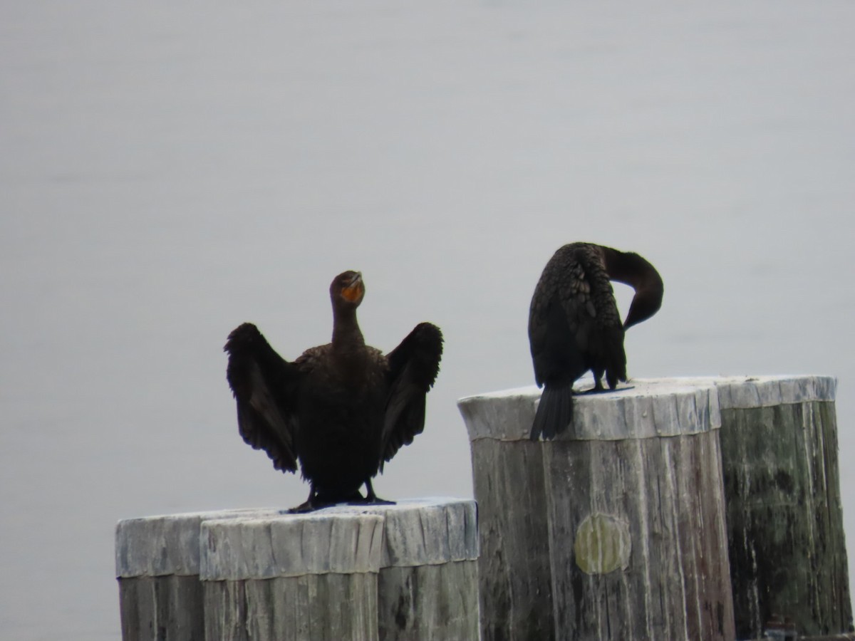 Double-crested Cormorant - ML642386737