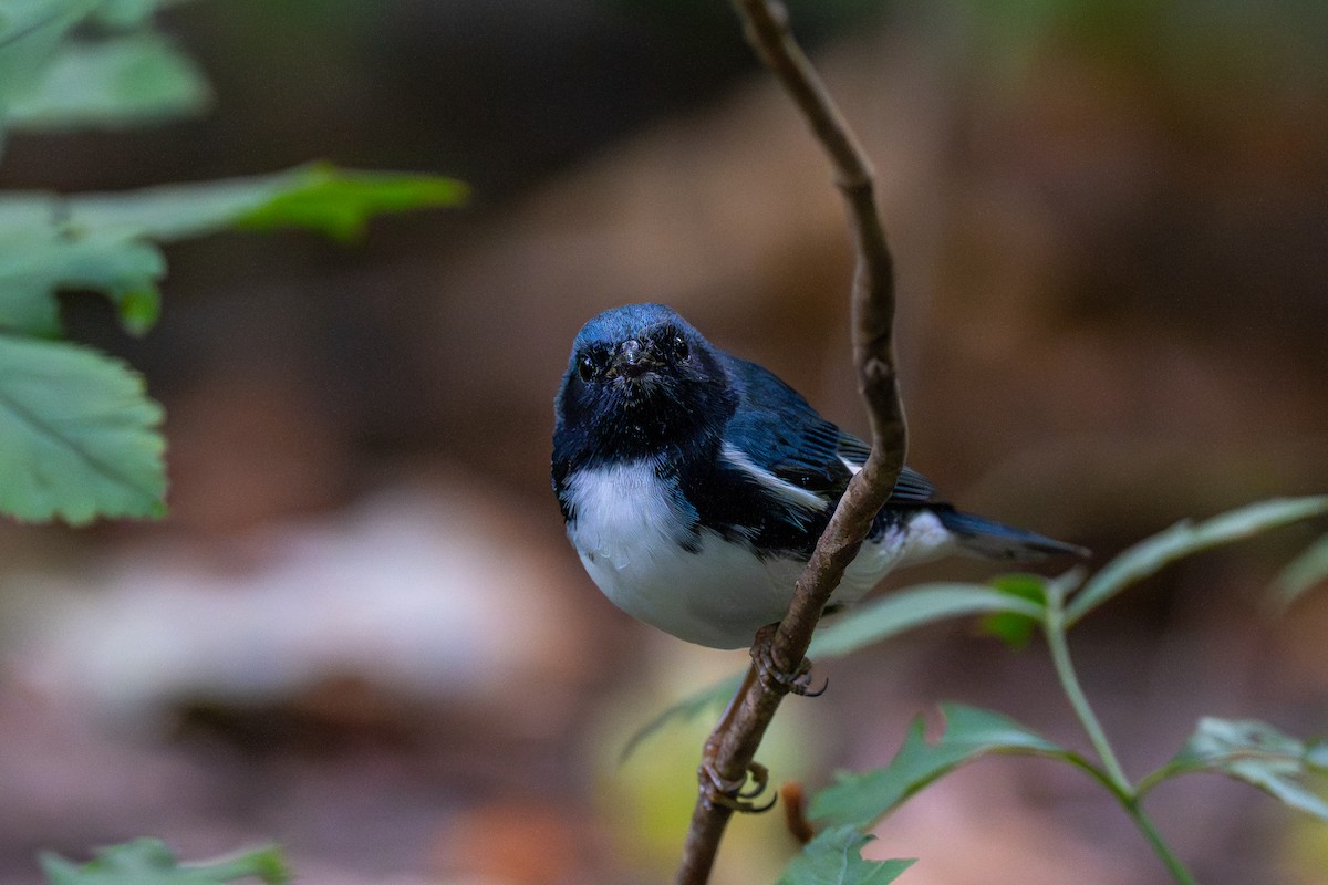 Black-throated Blue Warbler - ML642386741