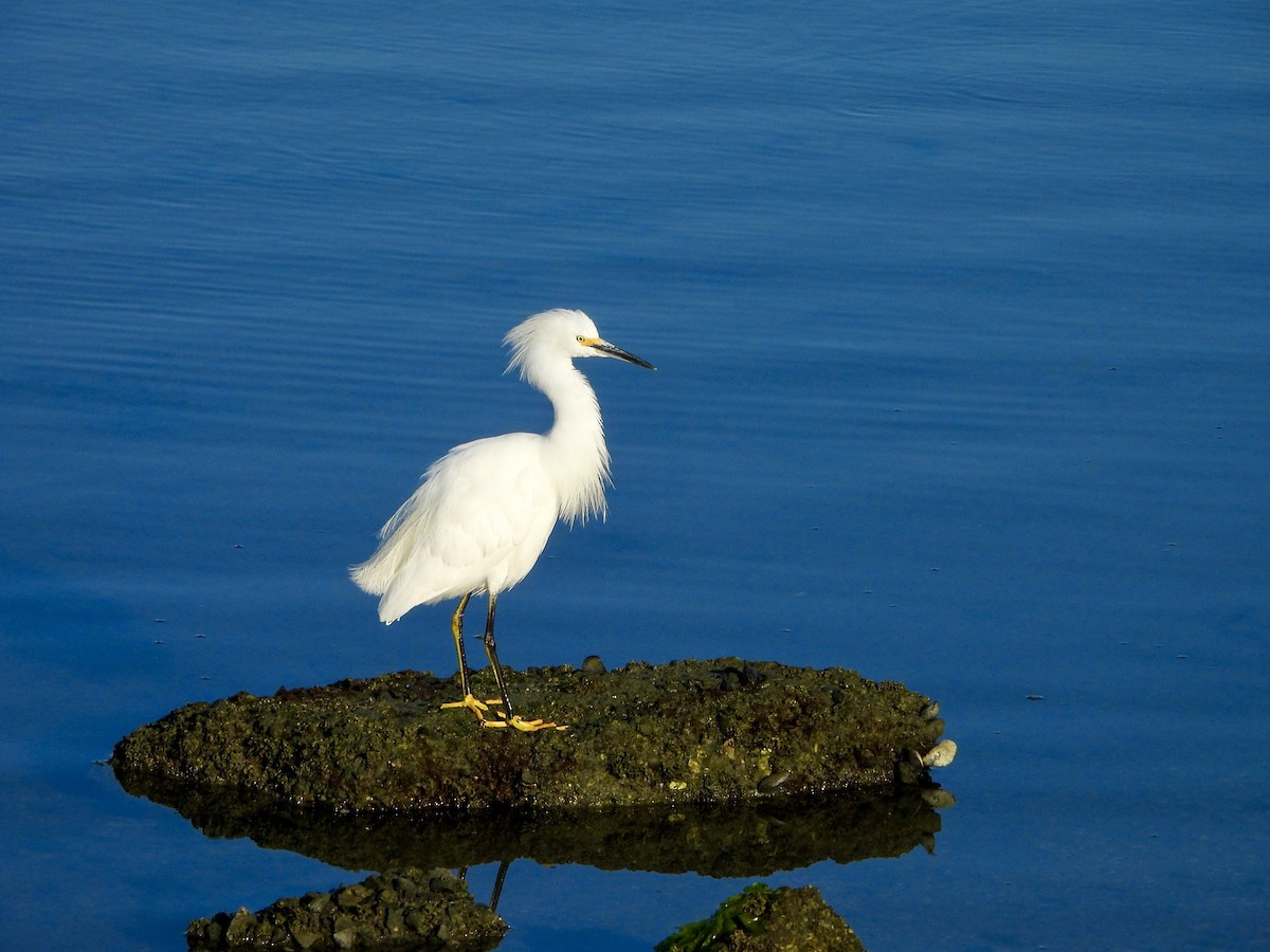 Snowy Egret - ML642386742