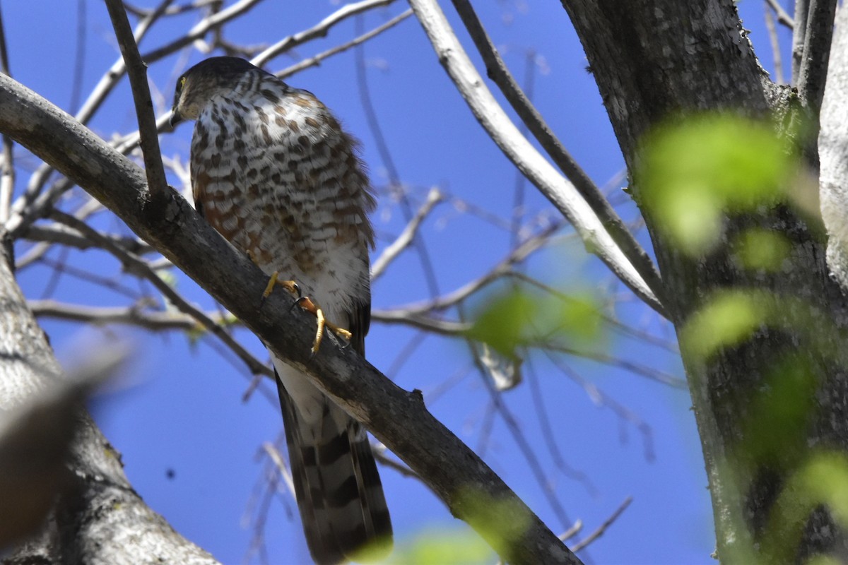 Sharp-shinned Hawk - ML642386748