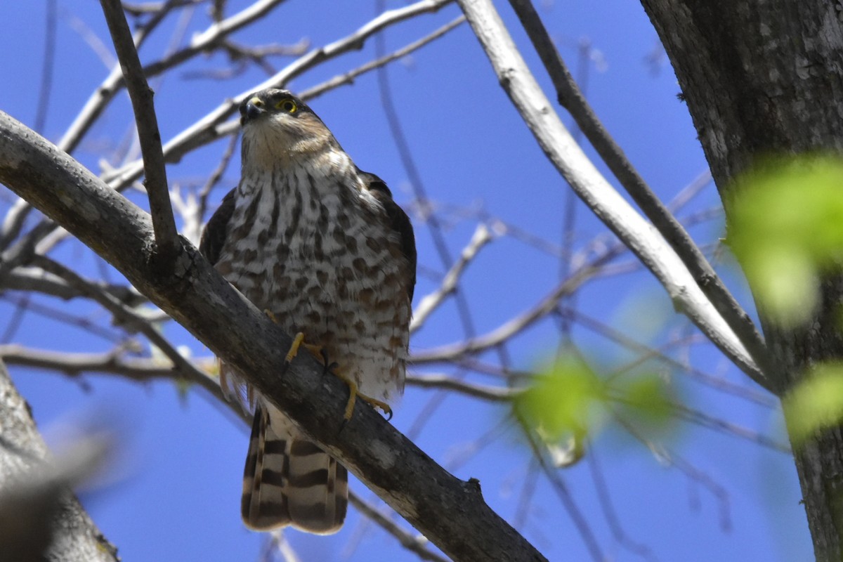 Sharp-shinned Hawk - ML642386749