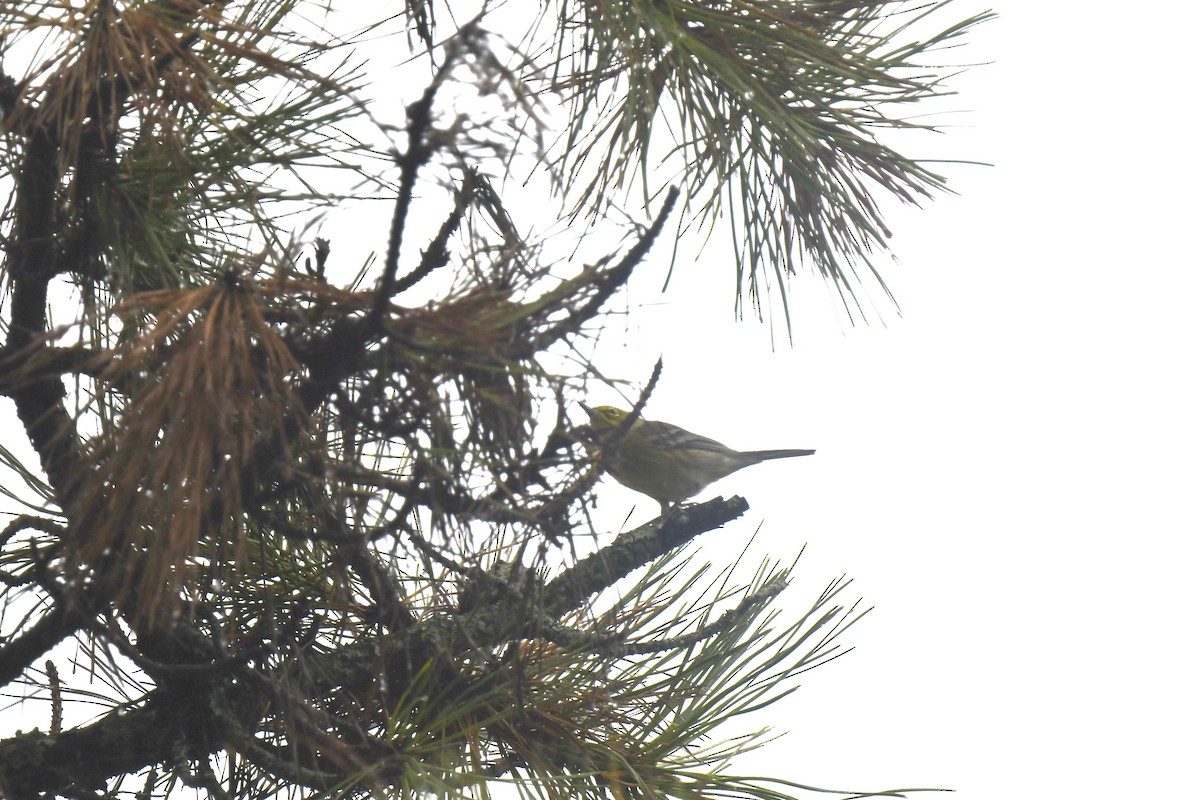 Pine Warbler - ML642386750
