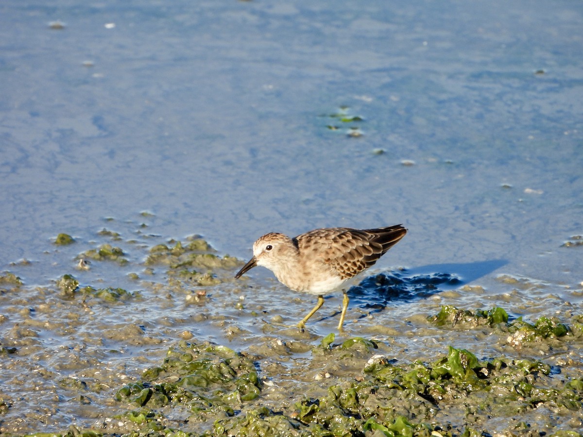 Least Sandpiper - ML642386753