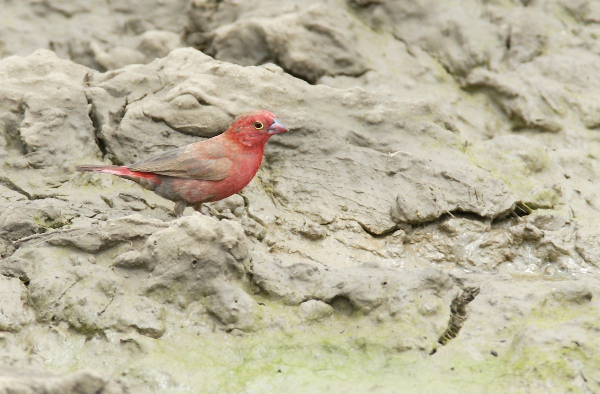 African Firefinch - ML642386755