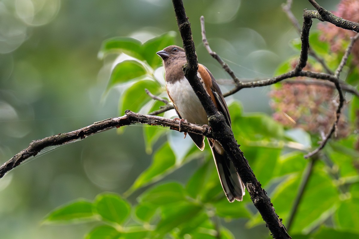 Eastern Towhee - ML642386771