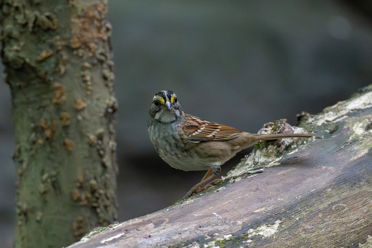 White-throated Sparrow - ML642386788