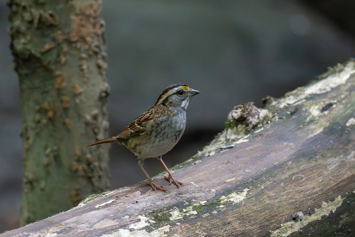 White-throated Sparrow - ML642386789