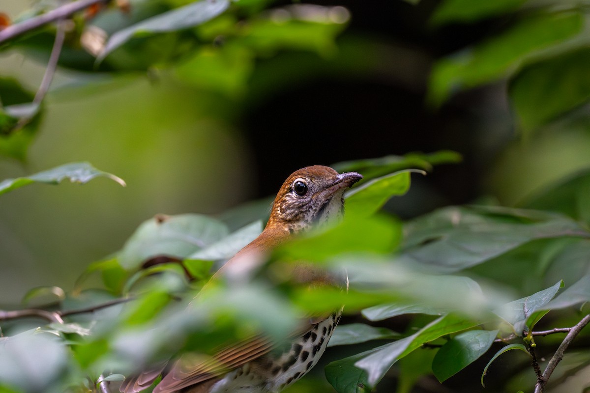 Wood Thrush - ML642386796