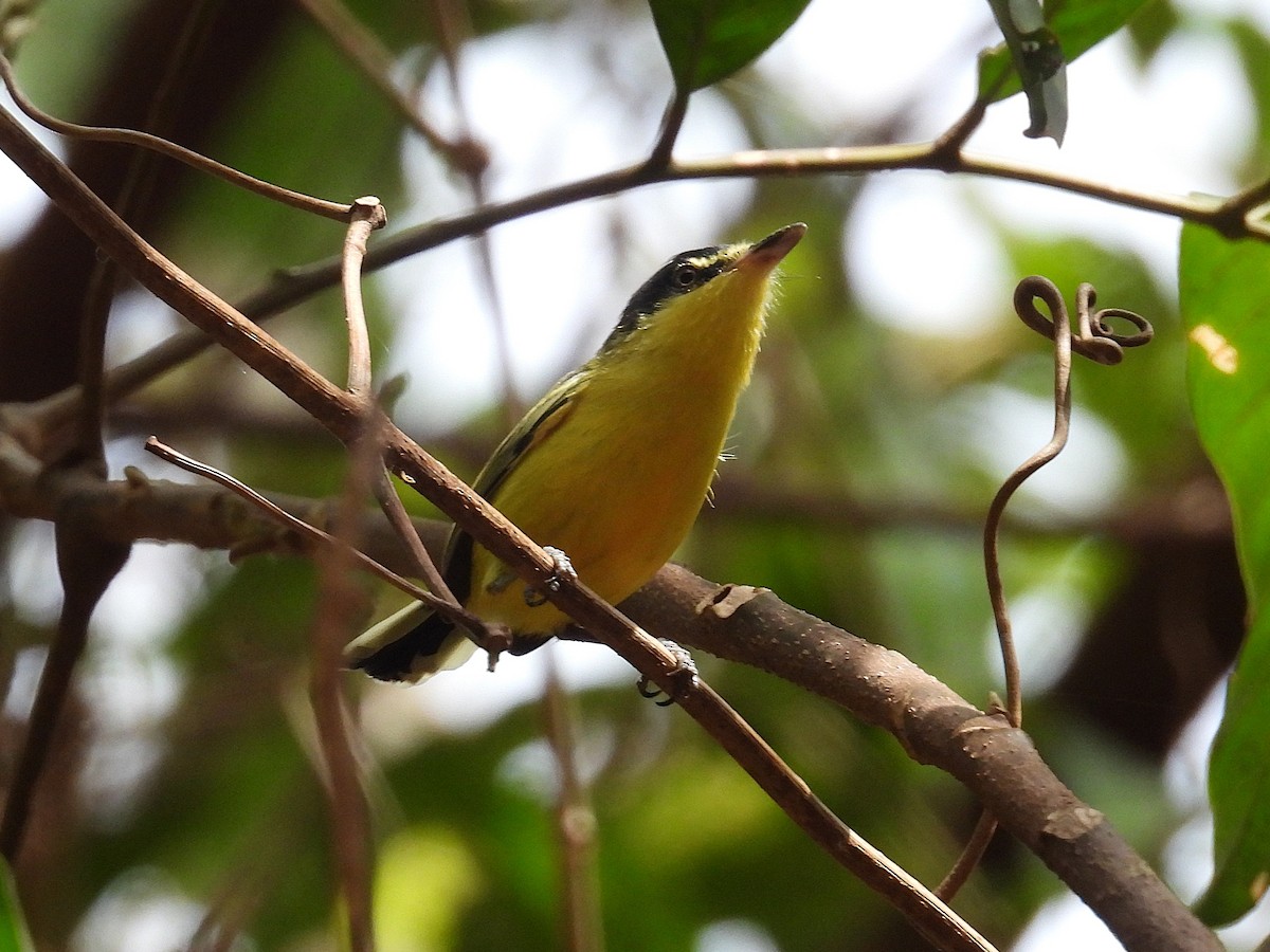 Common Tody-Flycatcher - ML642386823