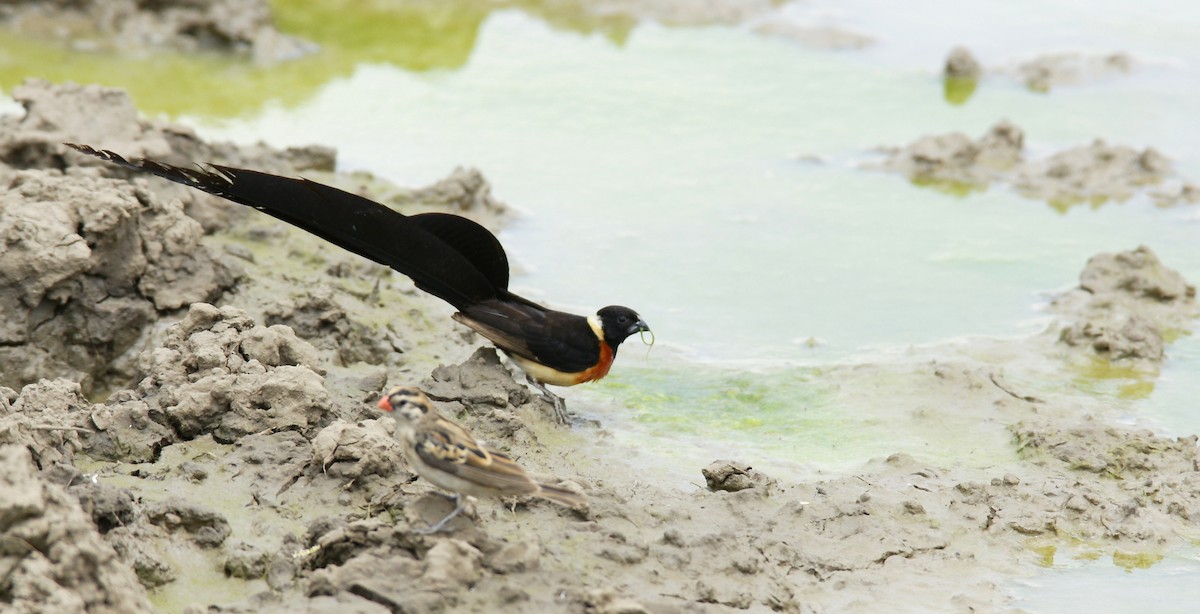 Eastern Paradise-Whydah - ML642386827