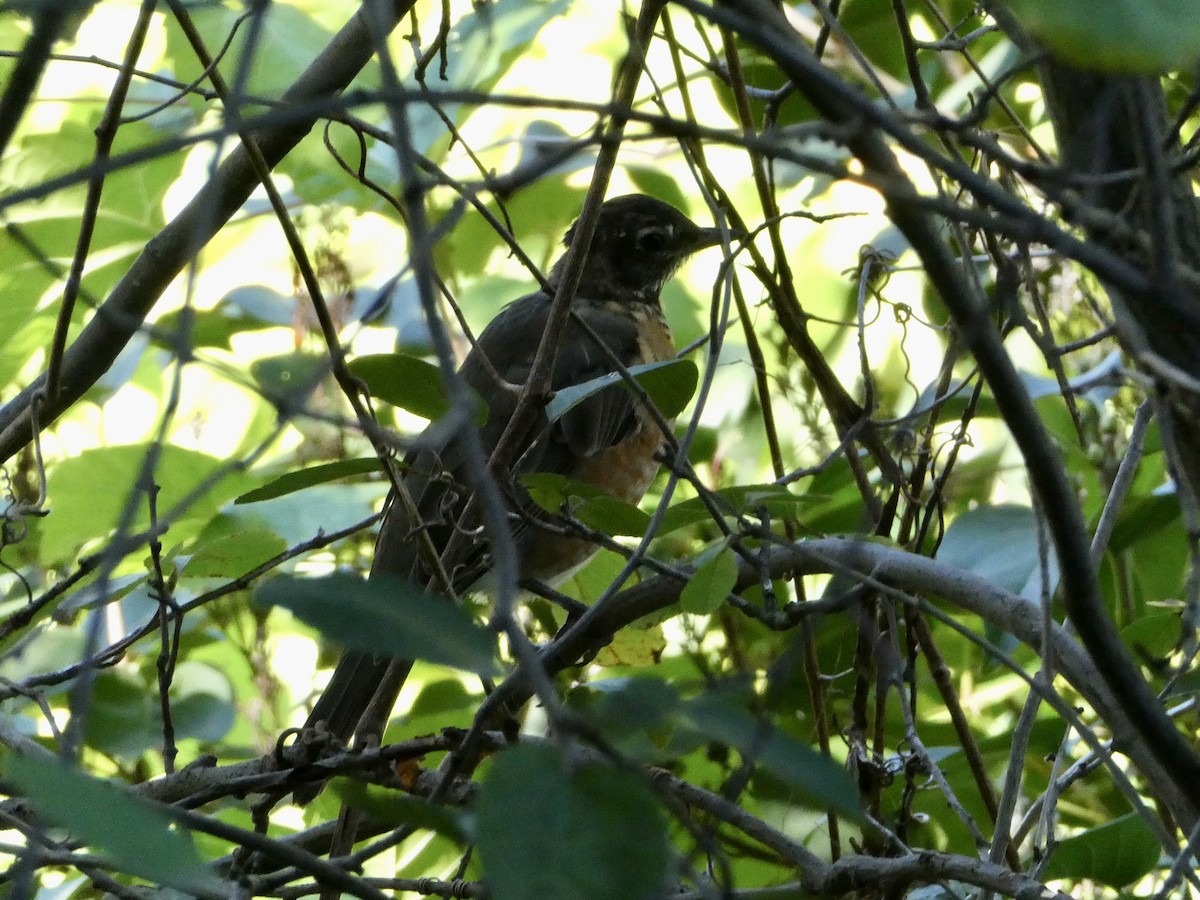 American Robin - ML642386851
