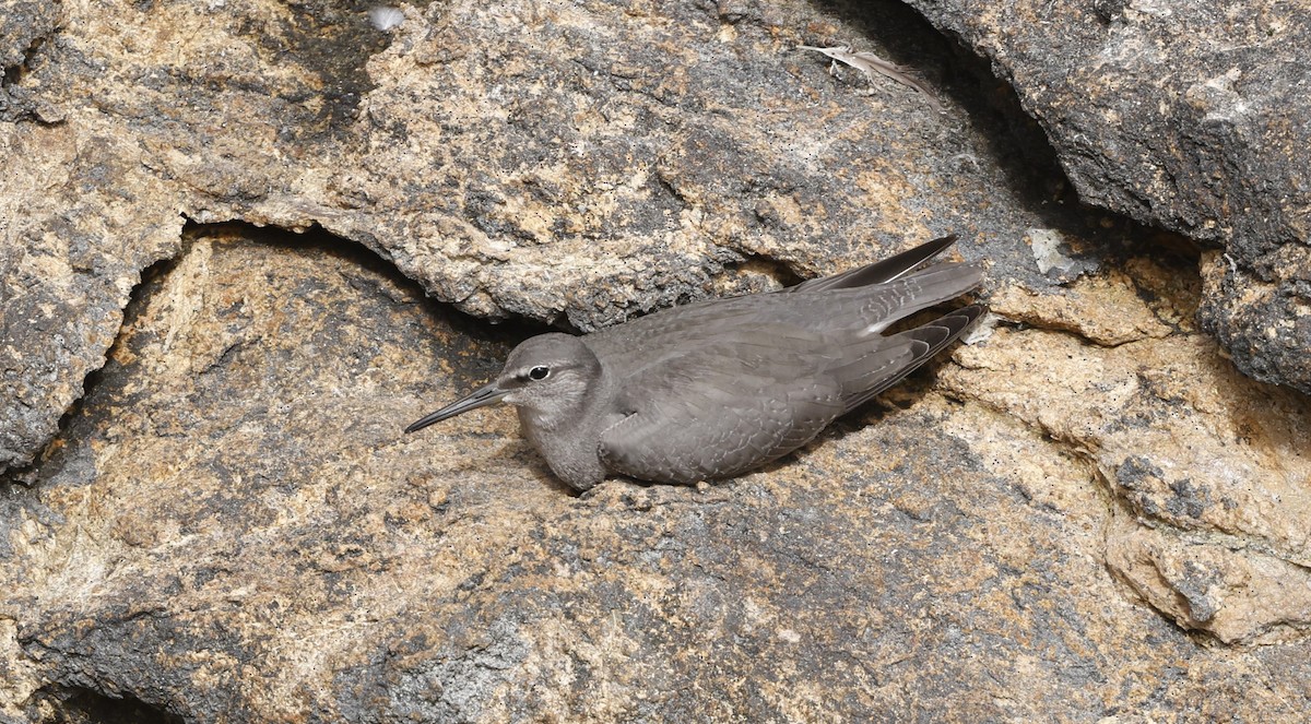 Wanderwasserläufer - ML642386858