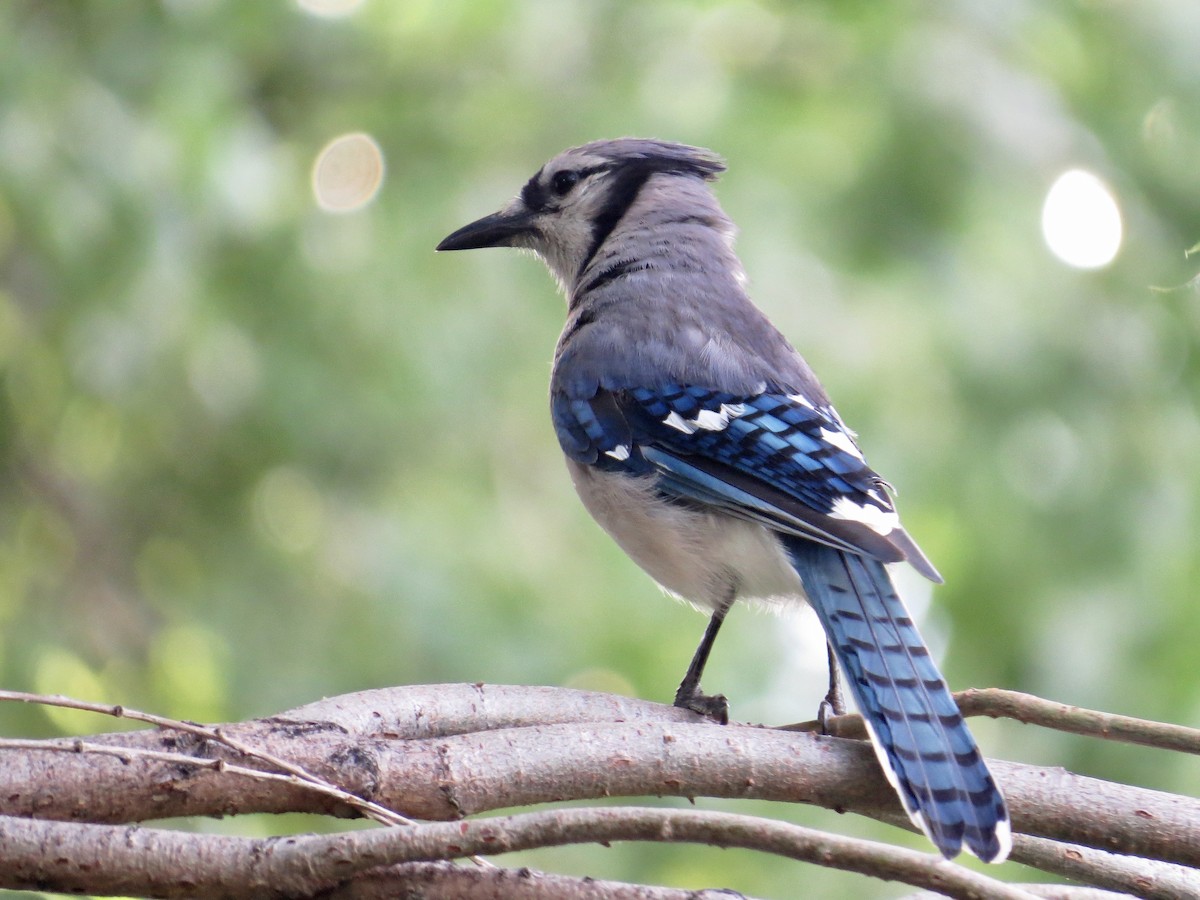 Blauhäher - ML642386901