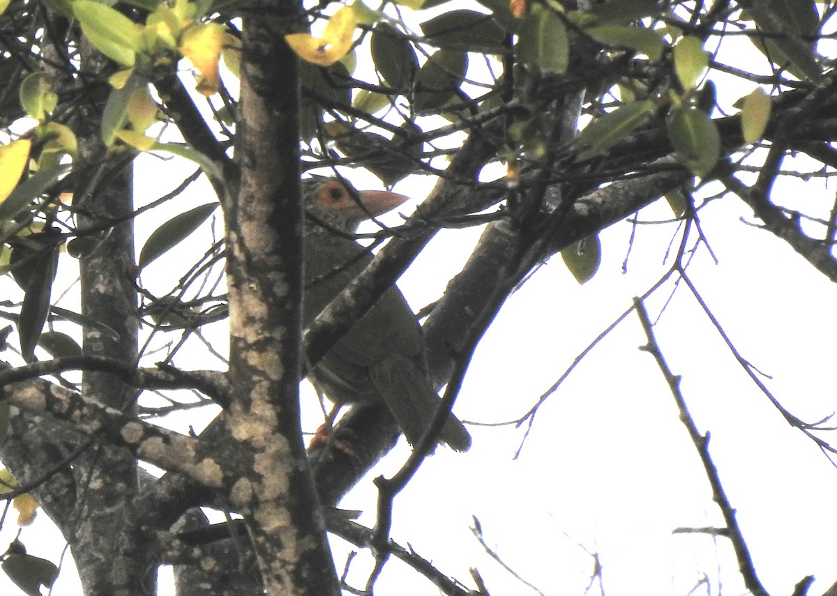 Lineated Barbet - ML642386903