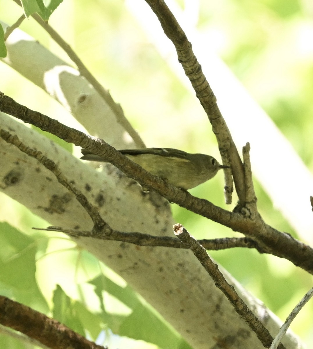 Ruby-crowned Kinglet - ML642386904