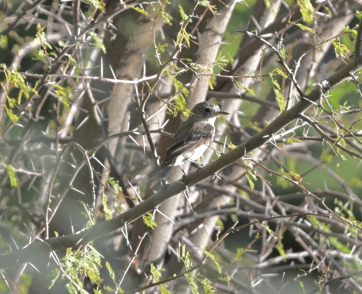 Gray Flycatcher - ML642386910