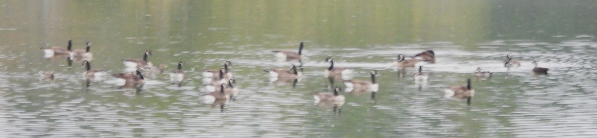 eBird Checklist - 24 Sep 2025 - Rochester WTP (CLOSED ON WEEKENDS ...