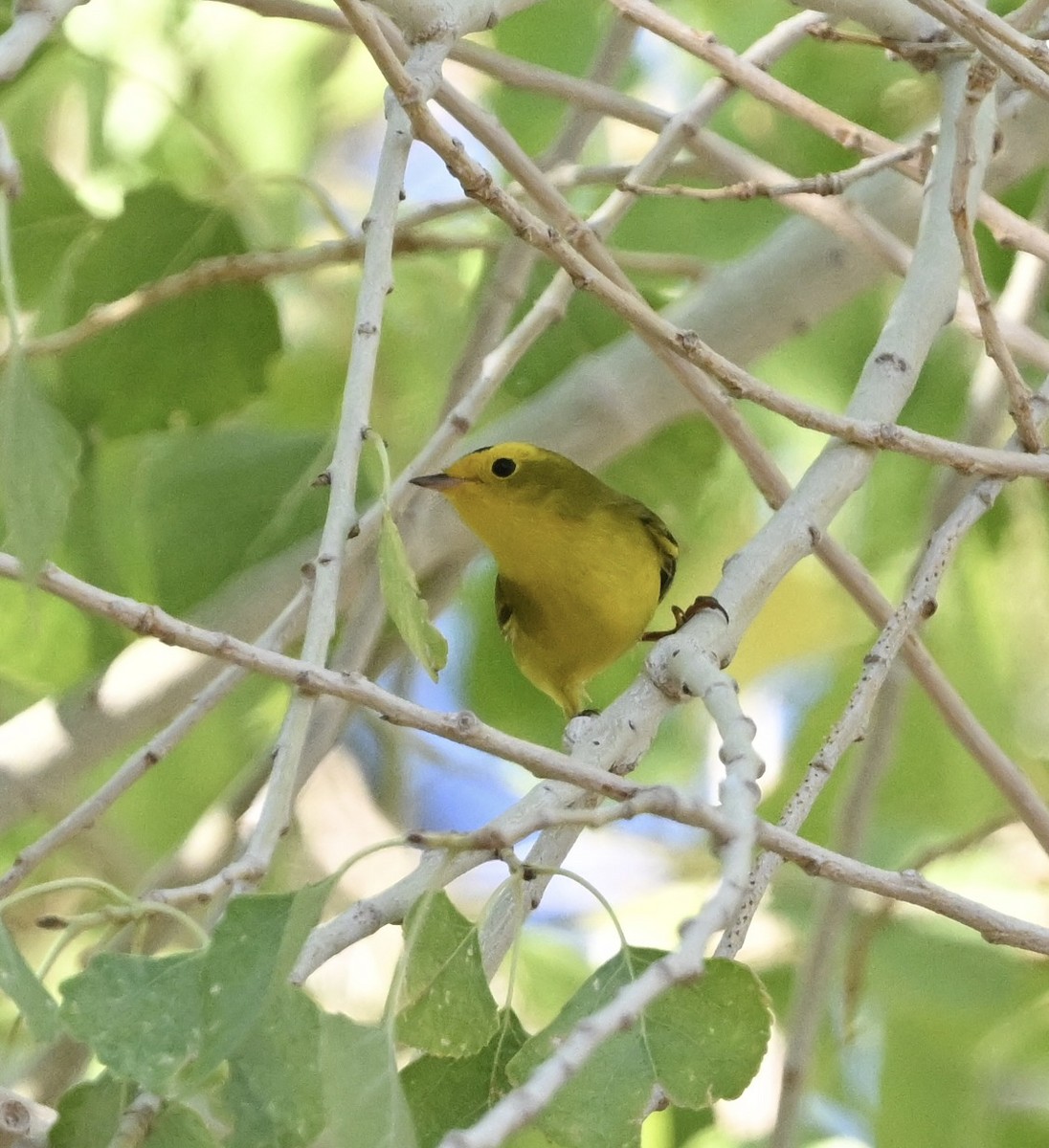 Wilson's Warbler - ML642386919
