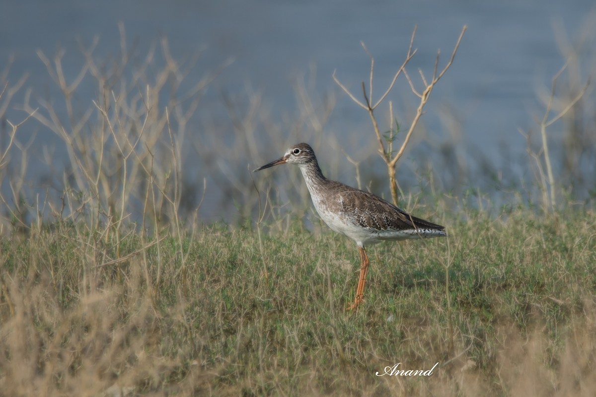 アカアシシギ - ML642386920