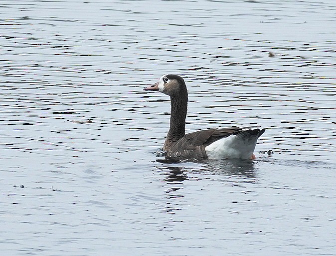 Anatidae sp. - ML642386926