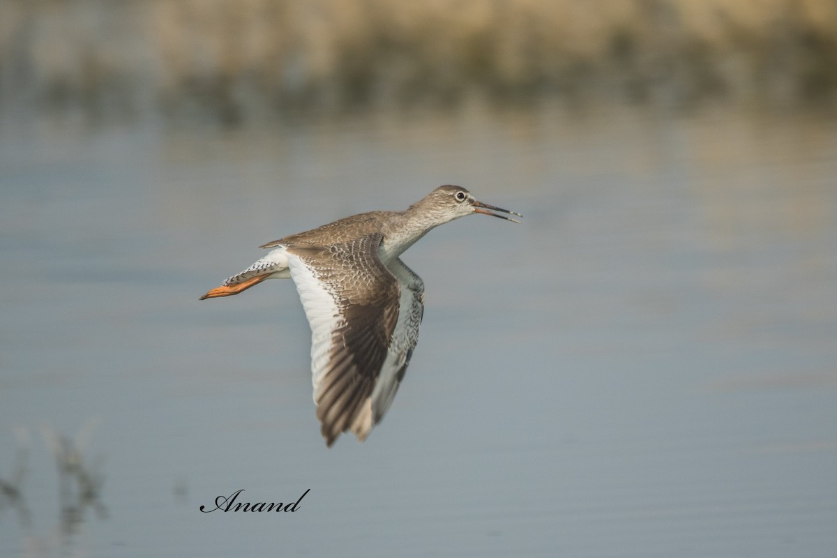 アカアシシギ - ML642386929