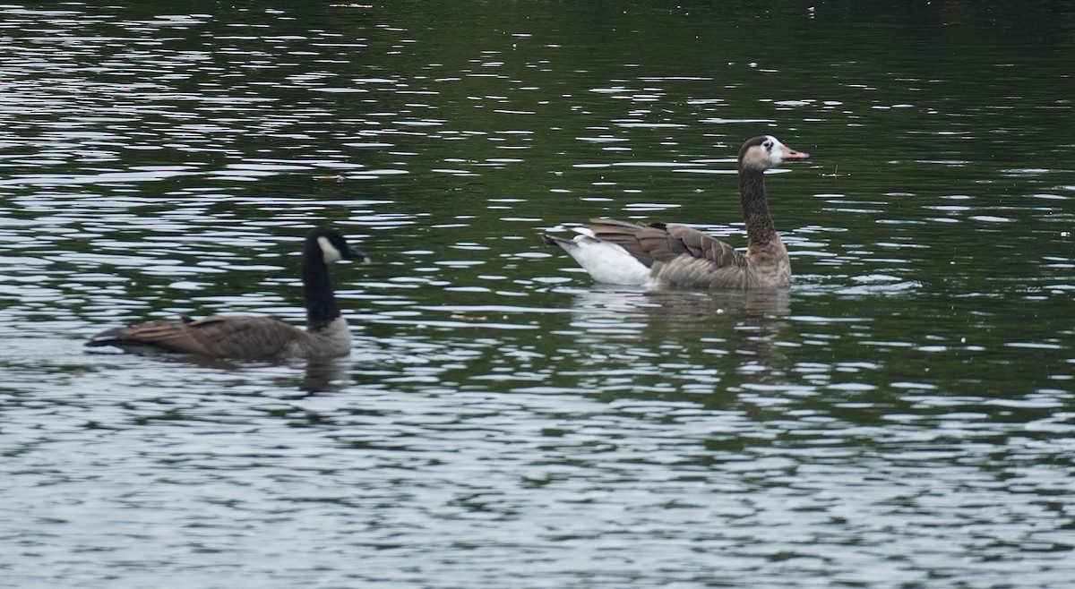 Anatidae sp. - ML642386933