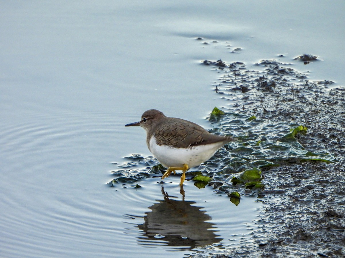 Spotted Sandpiper - ML642386940