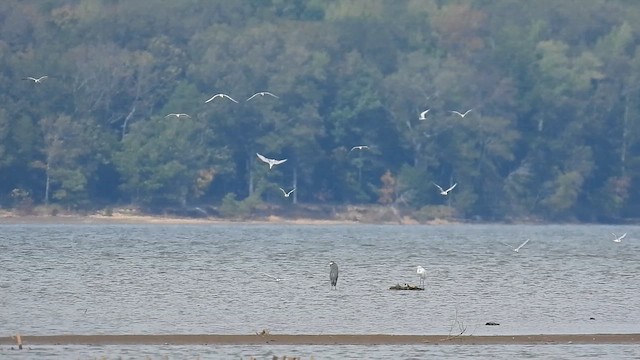 Forster's Tern - ML642386942