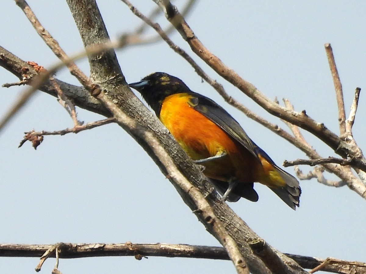 ロライマスミレフウキンチョウ - ML642386950
