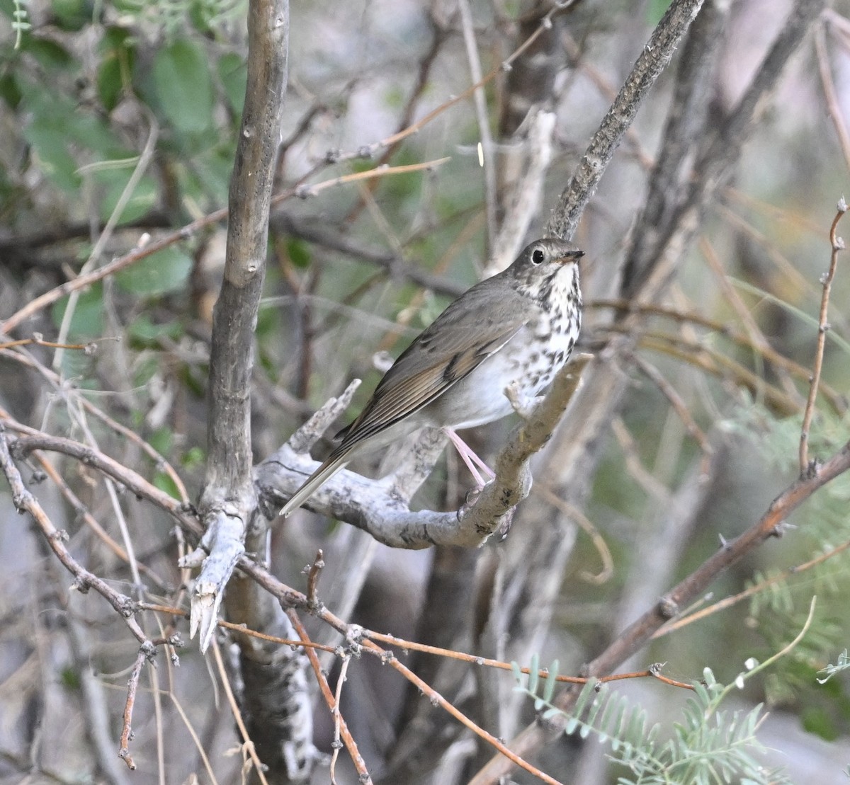 Hermit Thrush - ML642386960