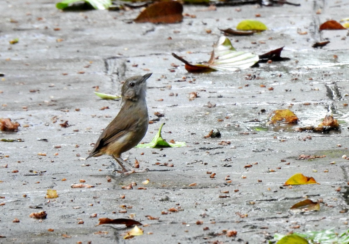 ハシブトムジチメドリ - ML642386982