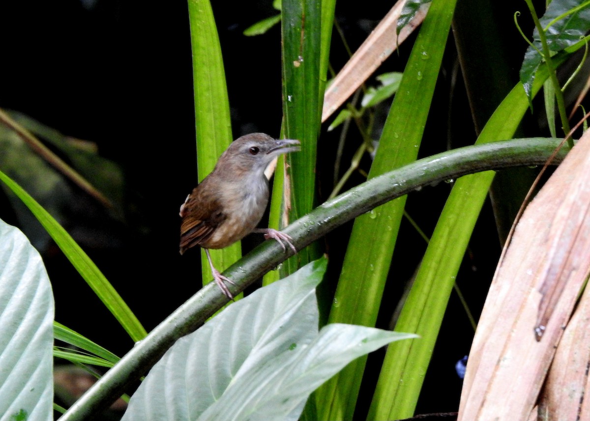 ハシブトムジチメドリ - ML642386983