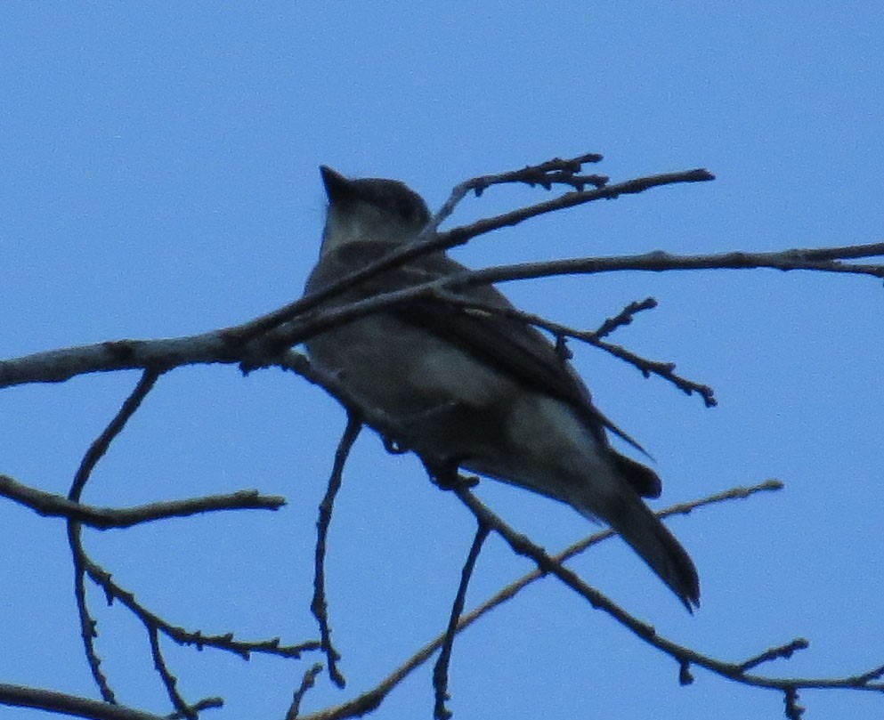 Olive-sided Flycatcher - ML642386987